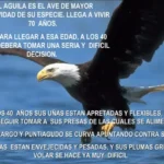 Características del Águila: Un Simbolo de Fortaleza y Libertad