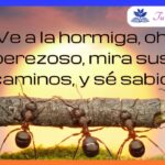 ¿Qué lecciones ofrece Proverbios 6:6-19 sobre la hormiga?